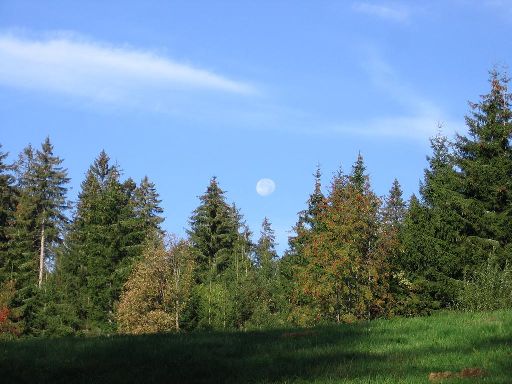 Schwarzwald-Chalet Feldberg Feldberg  Kültér fotó